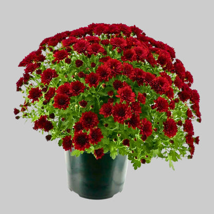 Mum Red - 8.0" Pot
