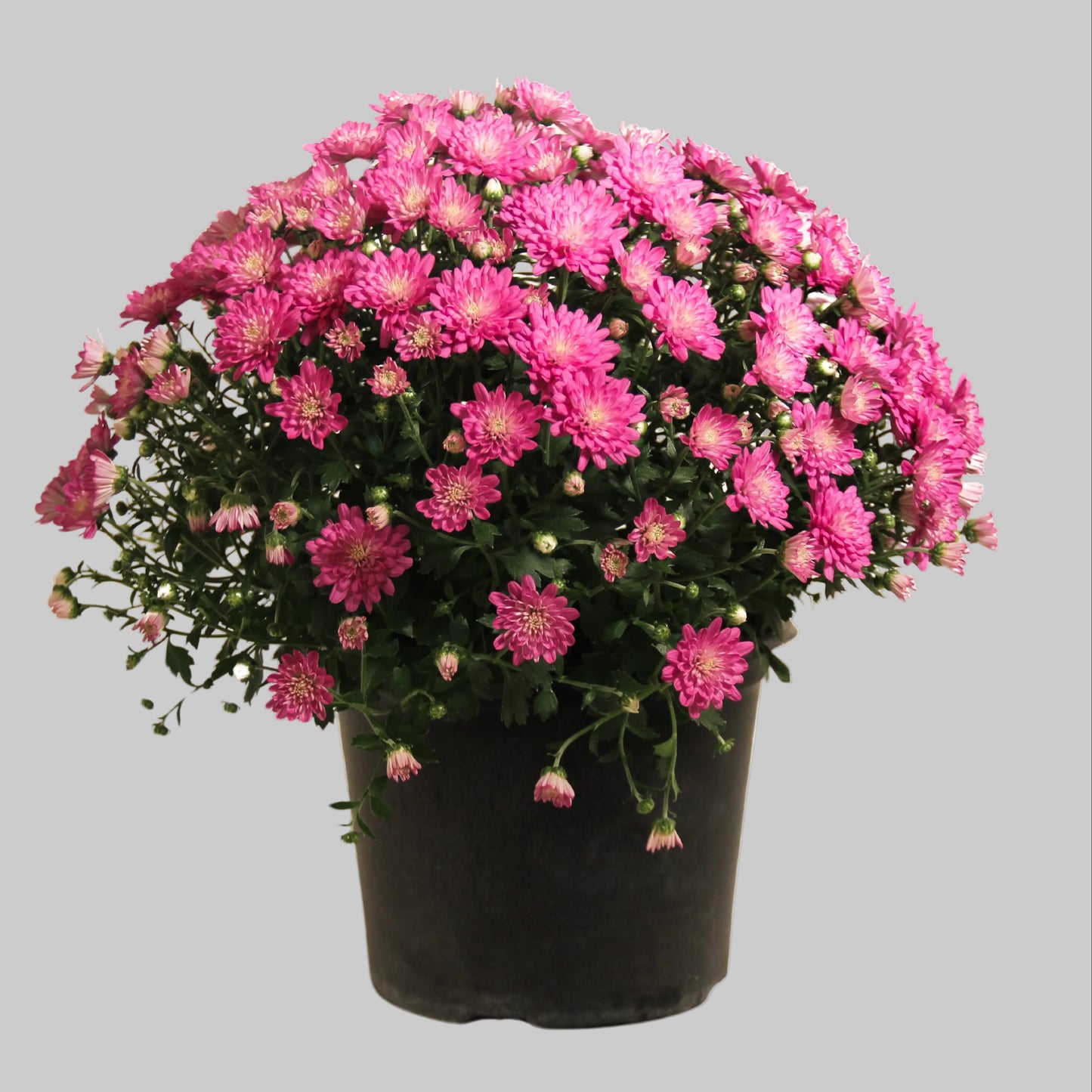 Mum Pink - 8.0"