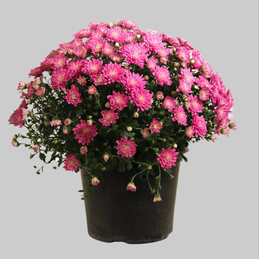 Mum Pink - 8.0"