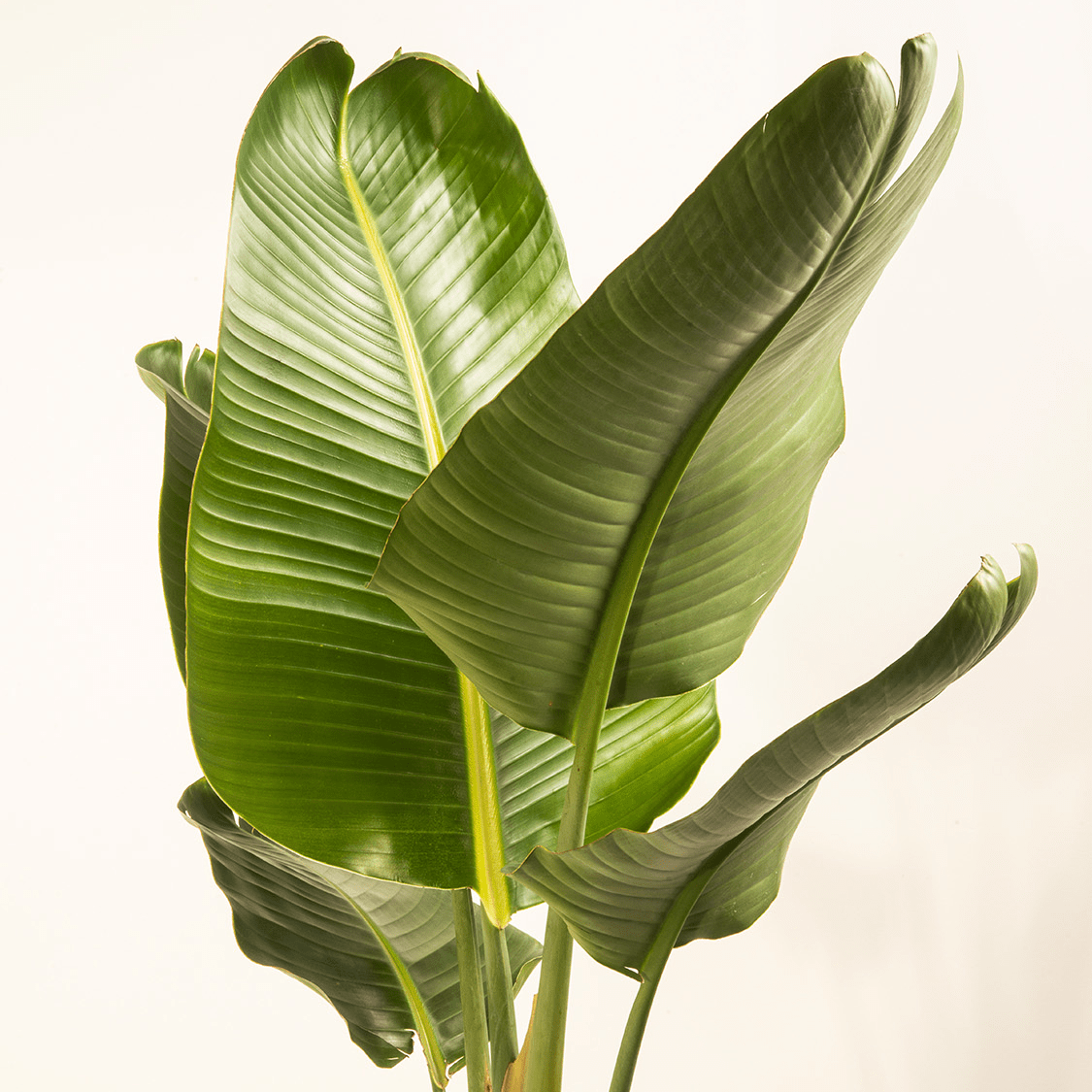 White Bird of Paradise - 6.0"