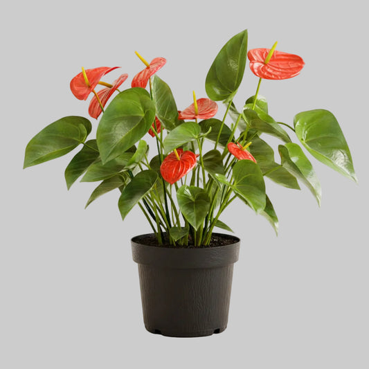 Anthurium Red - 6.0"