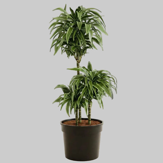 Dracaena Warneckii Compacta - 10"