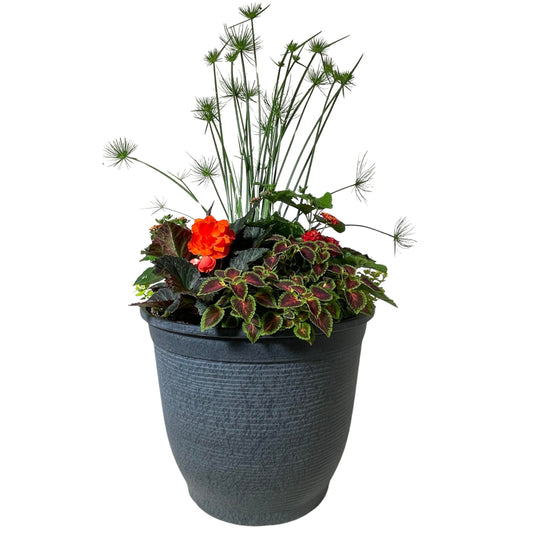 Julie's On Fire Mix with Cyperus - 16"