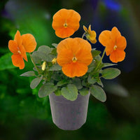Pansy Orange - 6"