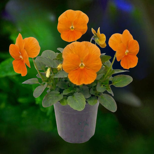 Pansy Orange - 6"