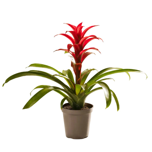 Bromeliad Red - 4"