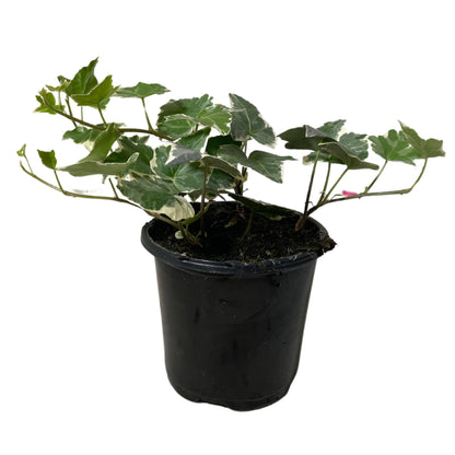 Ivy English White - 4.0"