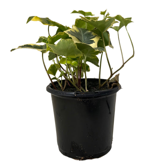 Ivy English Yellow - 4.0"