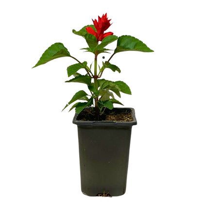 Salvia Red - 4.0"
