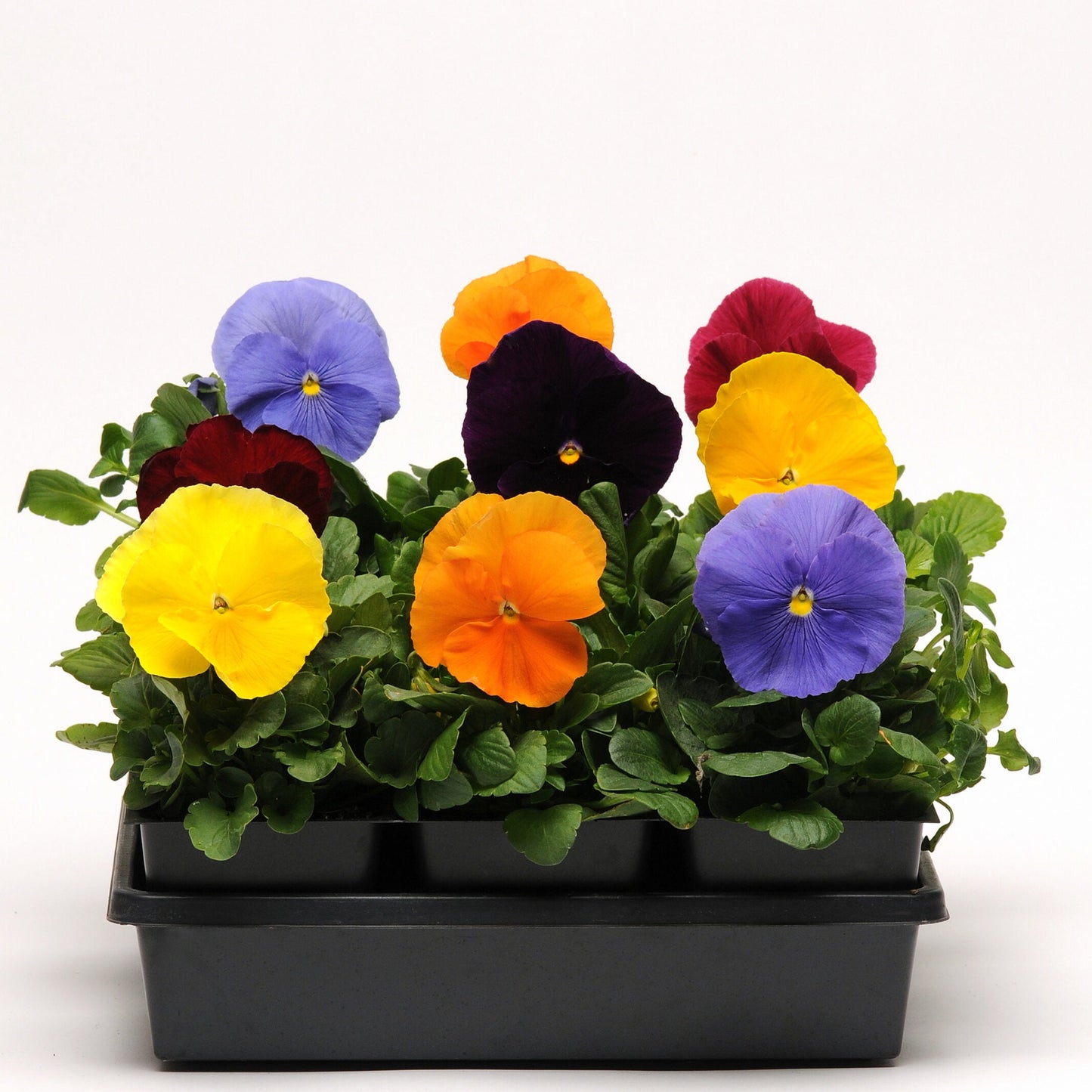 Pansy Jewel Mix - 4.5"