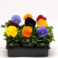 Pansy Jewel Mix - 4.5"