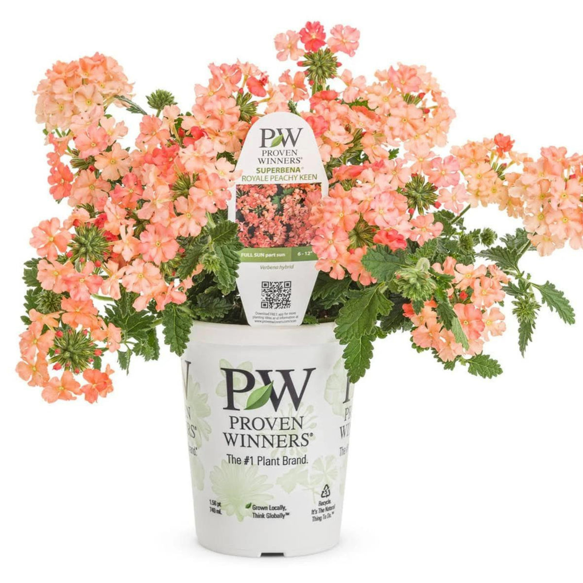 Verbena-Peachy Keen - 1.56PT