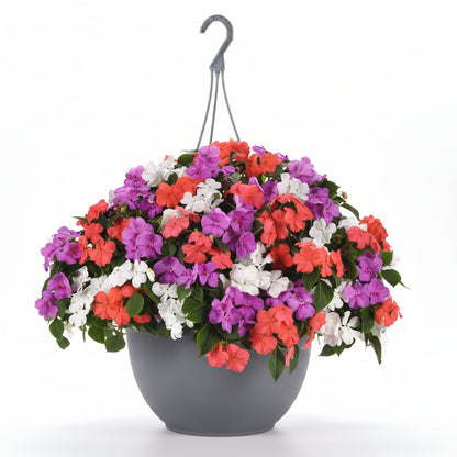 Impatiens Pearl Island Mix - 10"