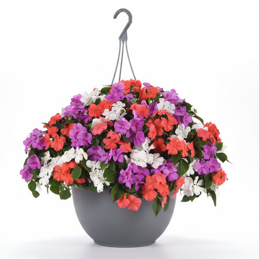 Impatiens Pearl Island Mix - 10"