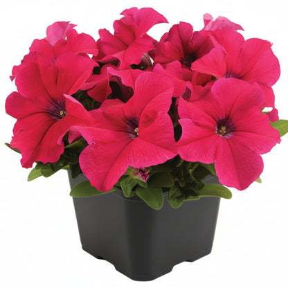 Petunia Pink - 4.5"
