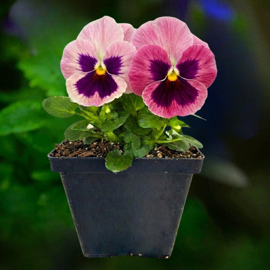 Pansy Pink Shades - 4.5"