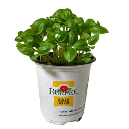 Basil - 4.0"