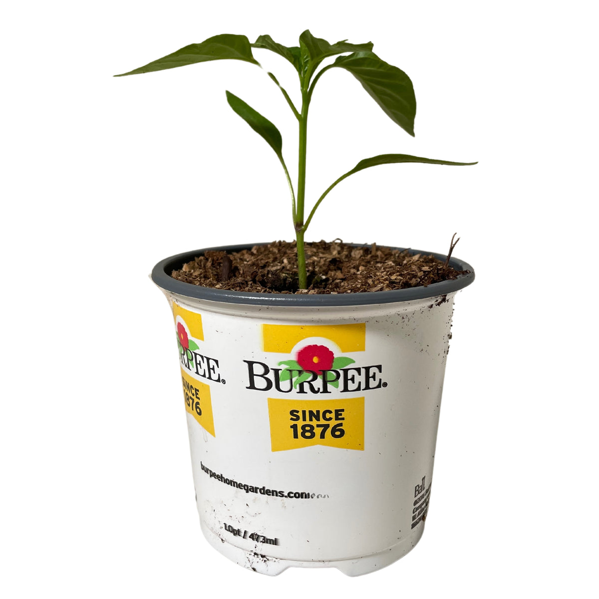 PT Pepper-Jalapeno