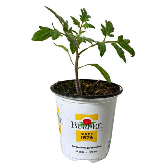 Tomato Big Boy - 4.0" Pot