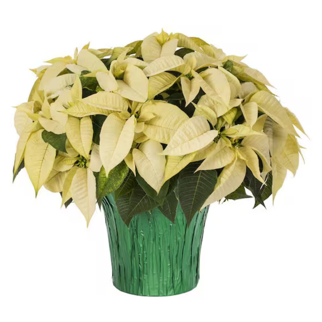 Poinsettia White - 10"