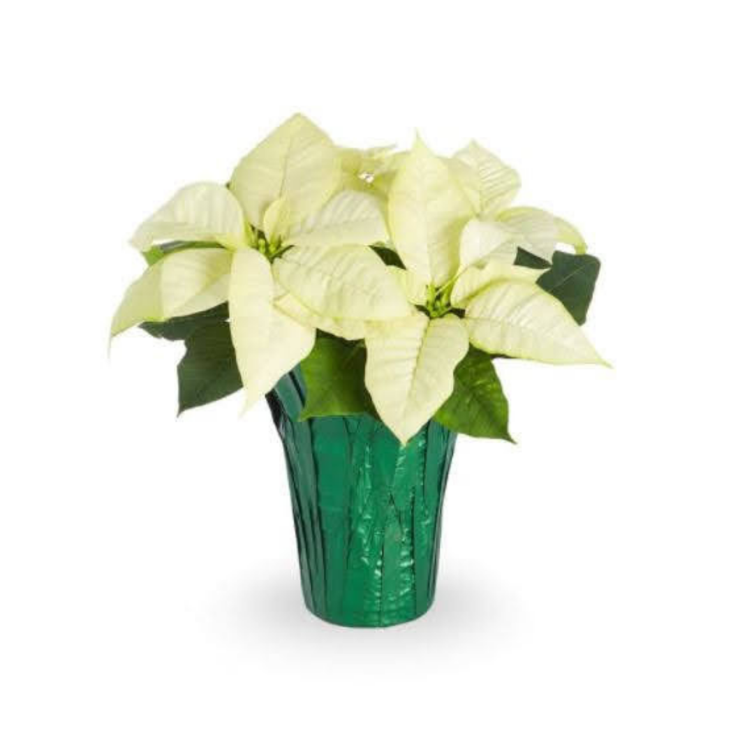 Poinsettia White - 4"