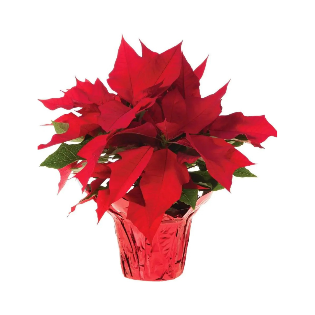Poinsettia Red - 4"