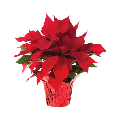 Poinsettia Red - 4"