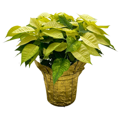 Poinsettia White - 8"