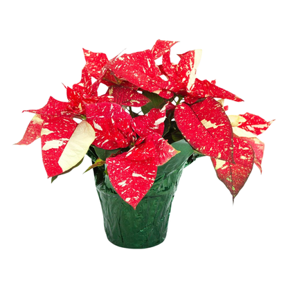 Poinsettia Novelty - 6"