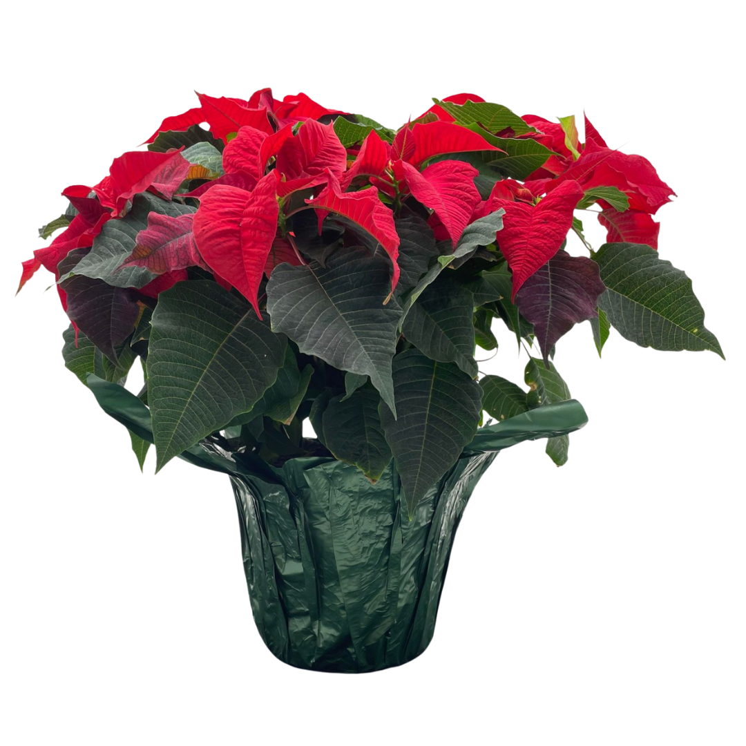 Poinsettia Red - 8"