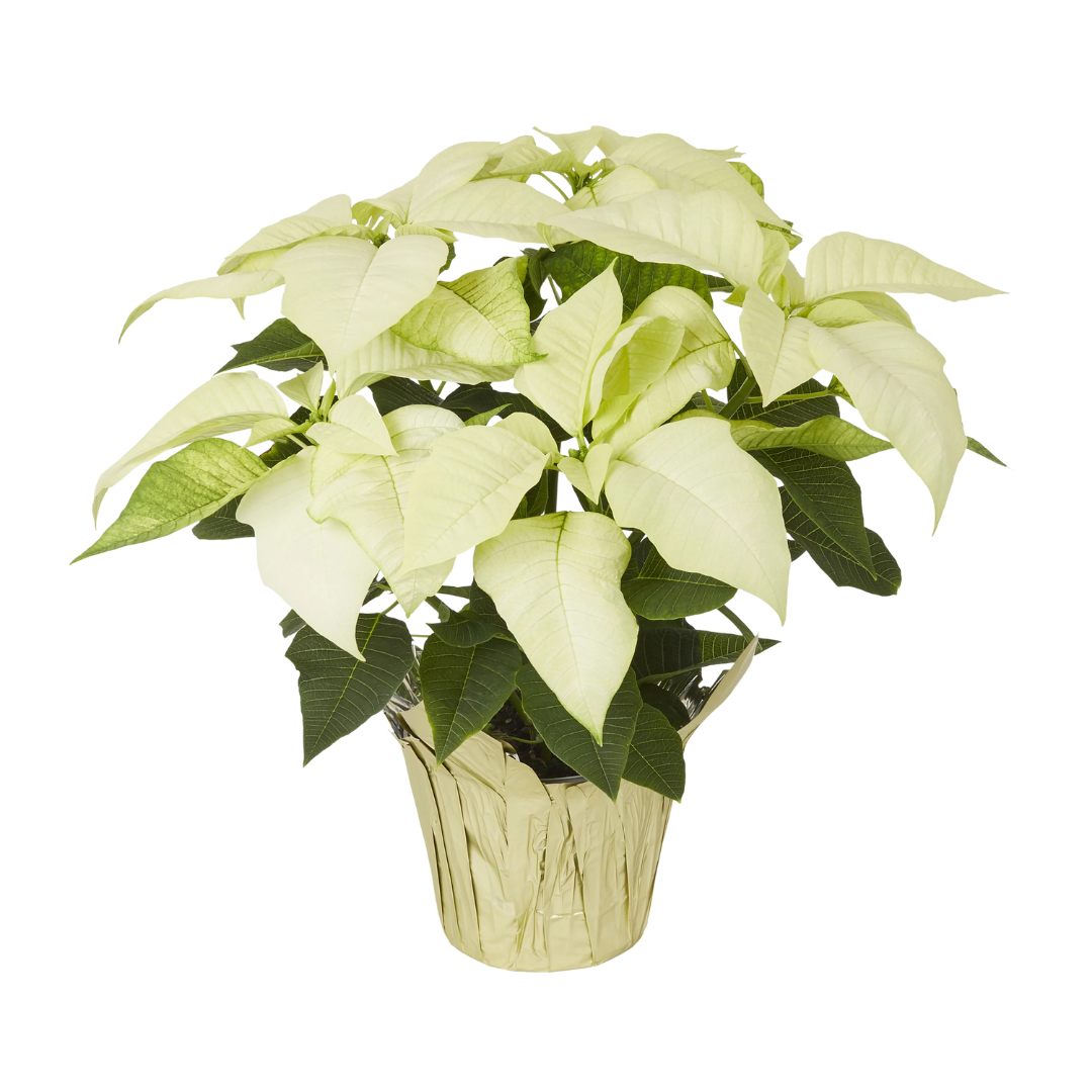 Poinsettia White - 6"