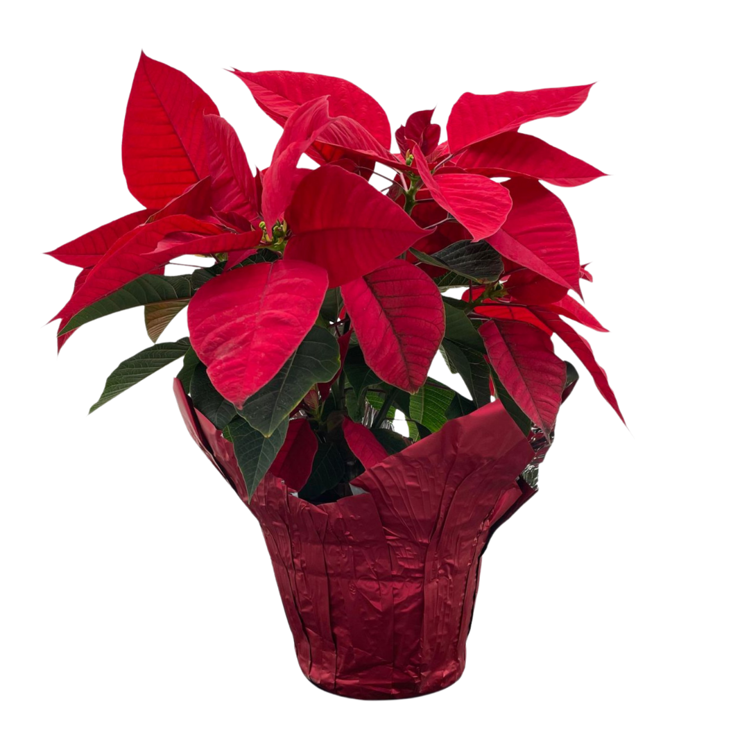 Poinsettia Red - 6"