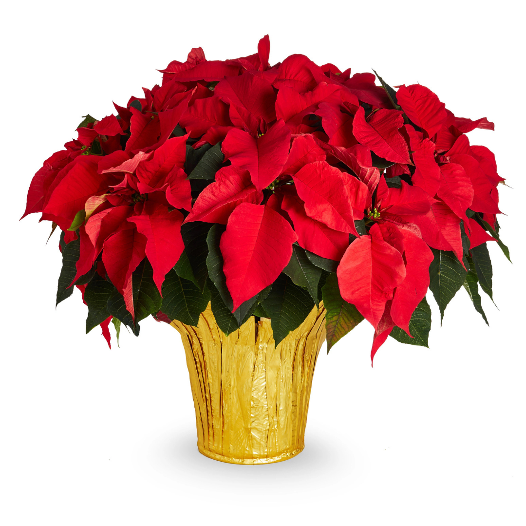 Poinsettia Red - 10"