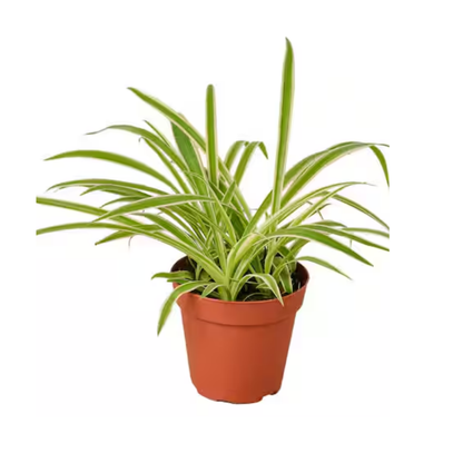 Spider Plant - 4"