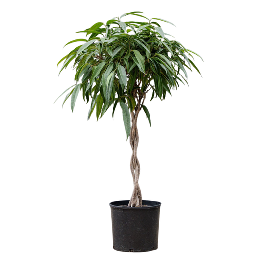 Ficus Alii Braided - 10"