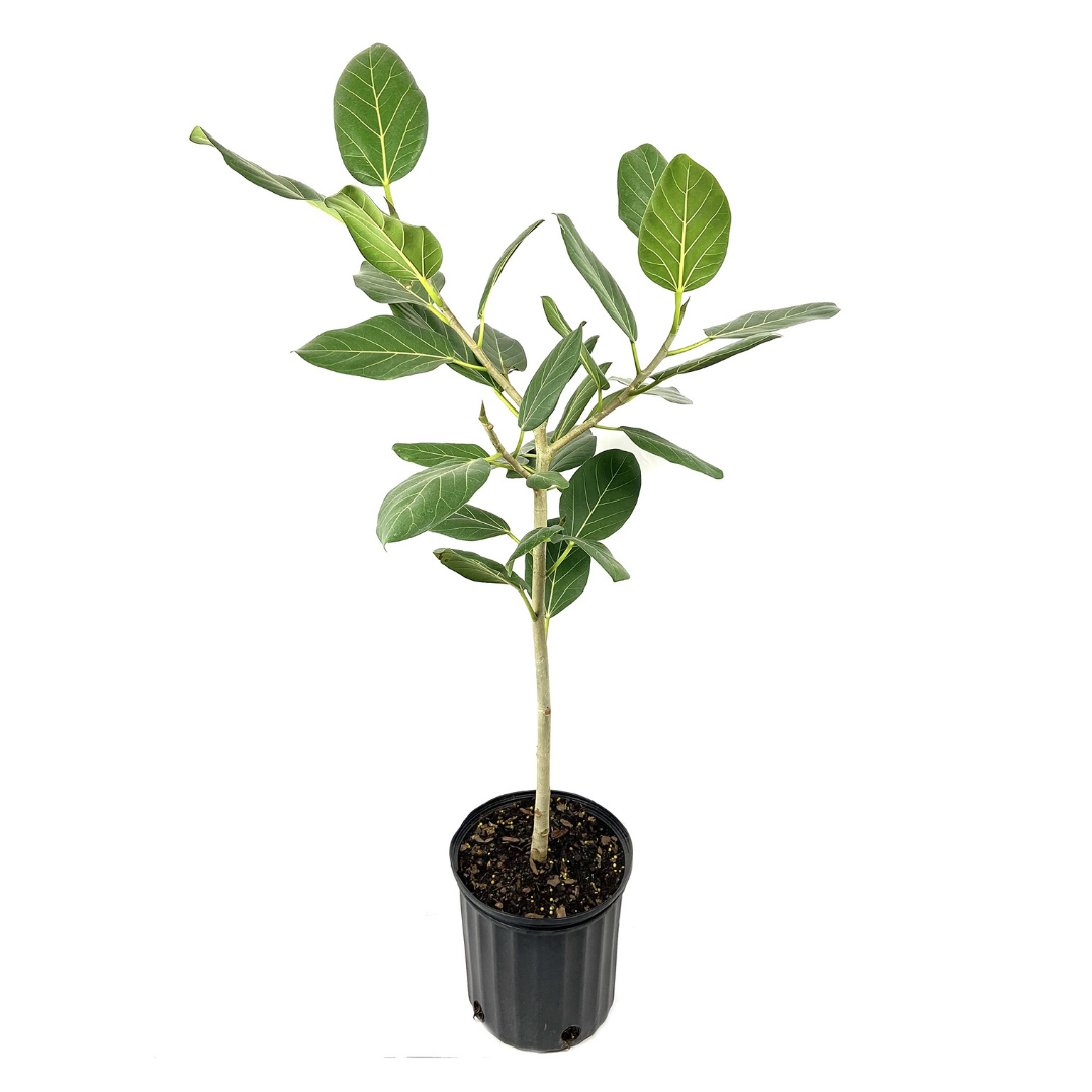 Ficus Audrey - 10"