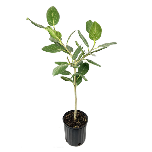 Ficus Audrey - 10"