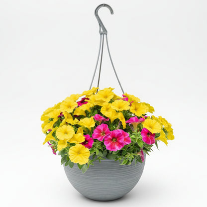 Supercal Mix Pink & Yellow - 10"