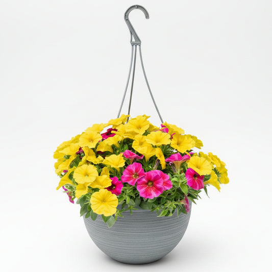 Supercal Mix Pink & Yellow - 10"