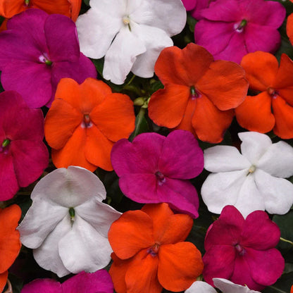 Impatiens Lindau Mix - 4.5"