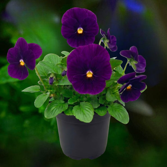 Pansy Purple - 6"
