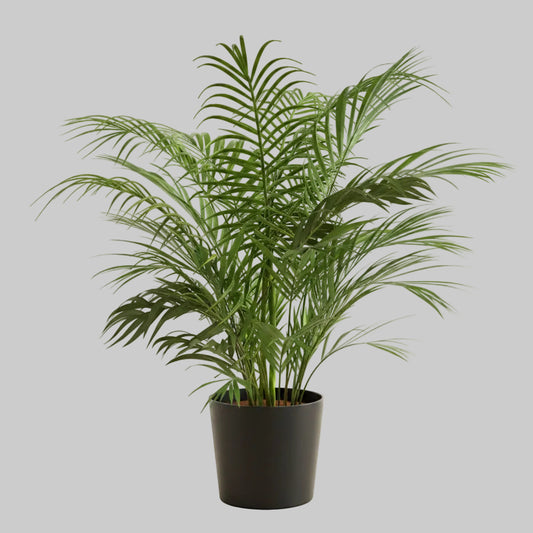 Areca Palm - 10"