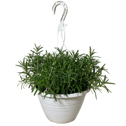 1.5G Rosemary HB