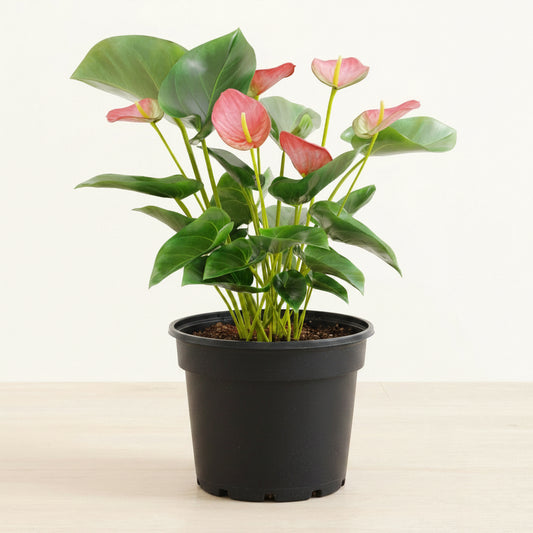 Anthurium Pink - 6.0"