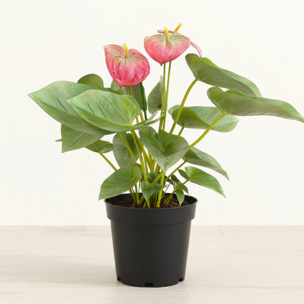 Anthurium Pink - 4.0"