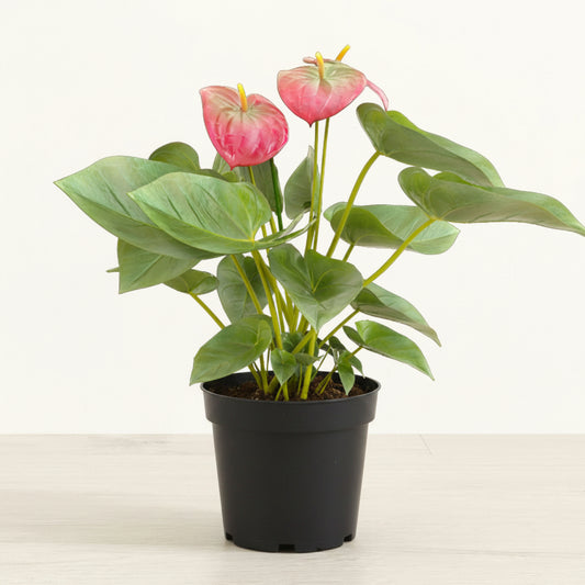 Anthurium Pink - 4.0"