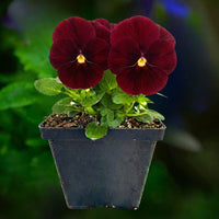 Pansy Scarlet- 4.5"