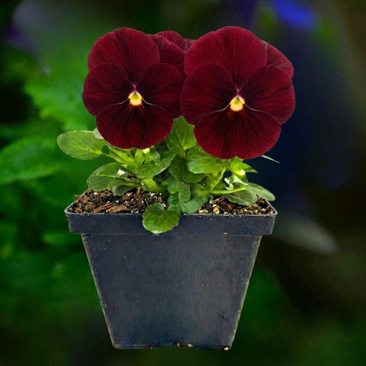 Pansy Scarlet- 4.5"