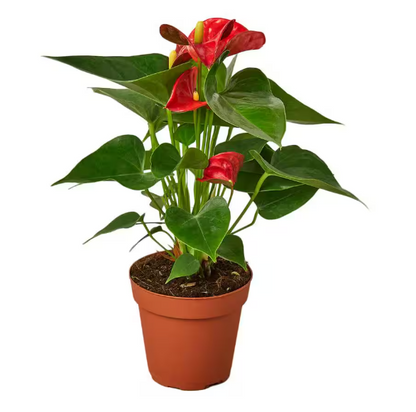 Anthurium Red - 4"