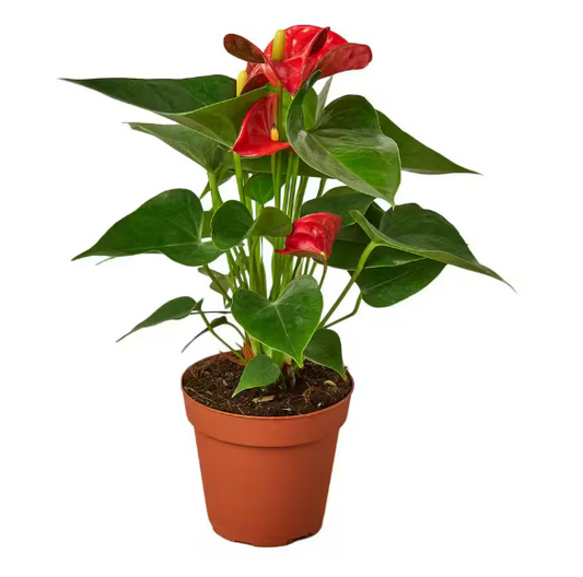 Anthurium Red - 4"